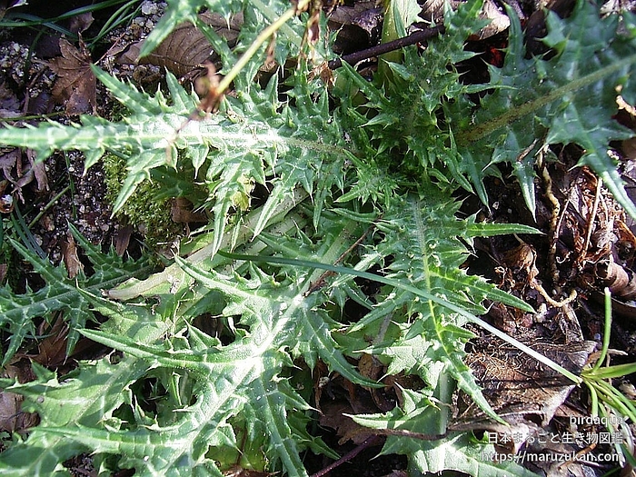 アザミ属の一種