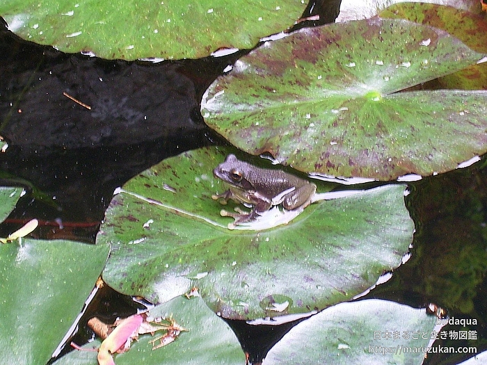 カジカガエル
