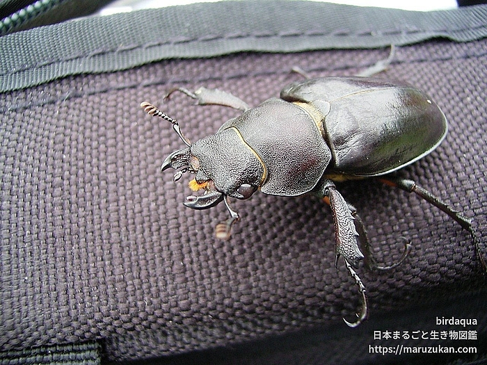 ノコギリクワガタ