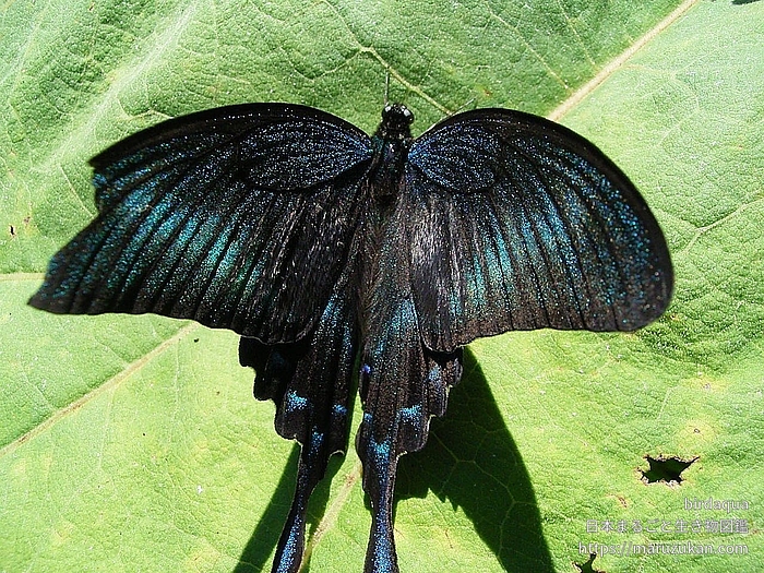 ミヤマカラスアゲハ