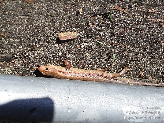 ニホントカゲ