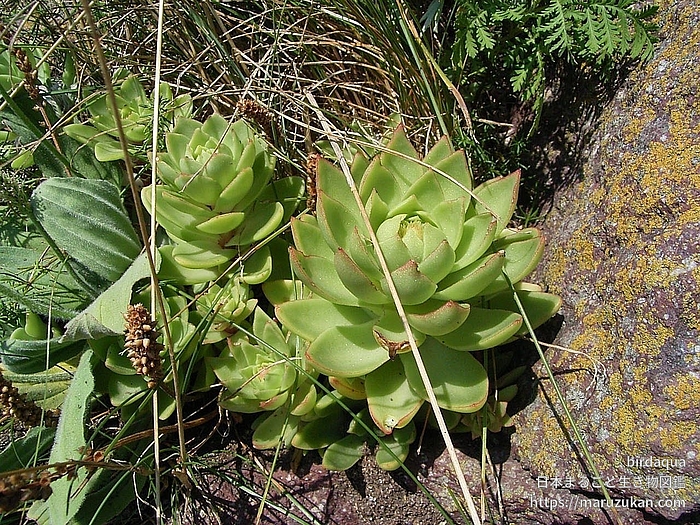 コモチイワレンゲ