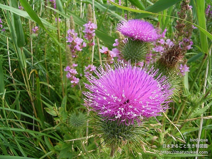 アメリカオニアザミ
