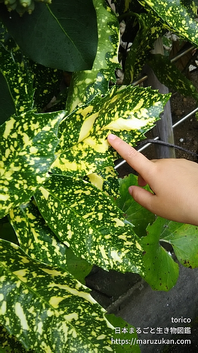 フイリアオキ