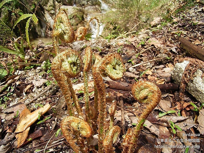 ジュウモンジシダ