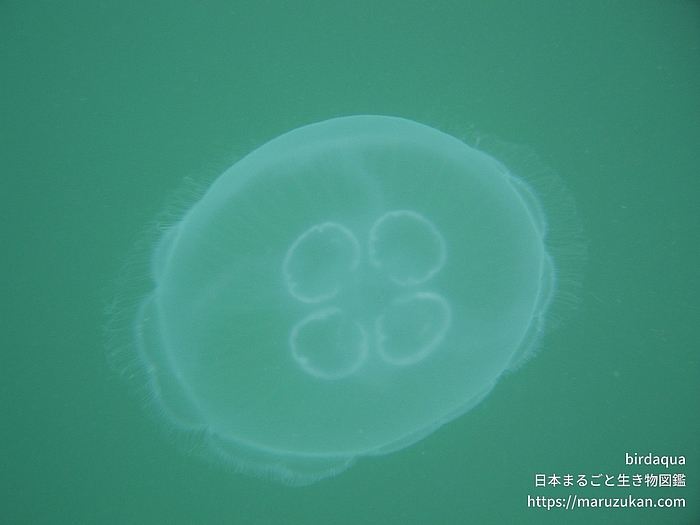 ミズクラゲ