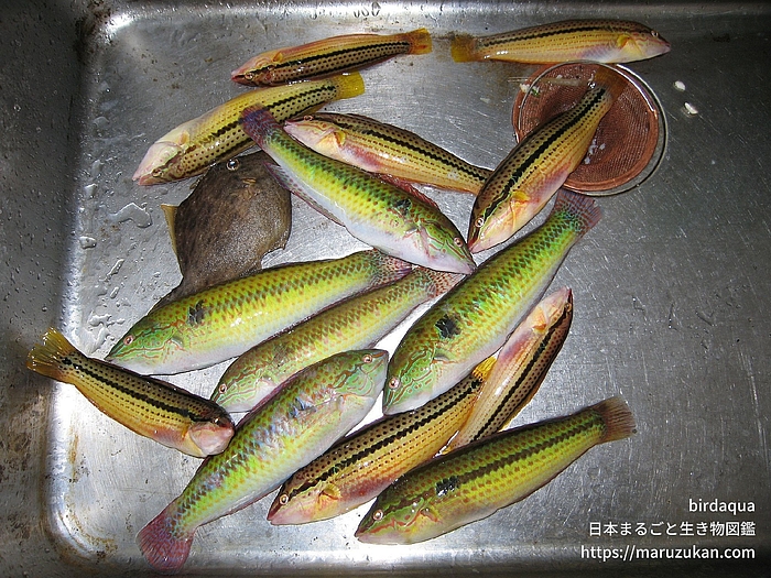 キュウセン
