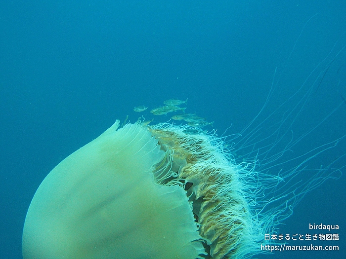 エチゼンクラゲ