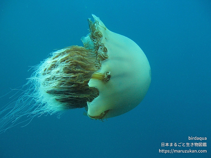 エチゼンクラゲ