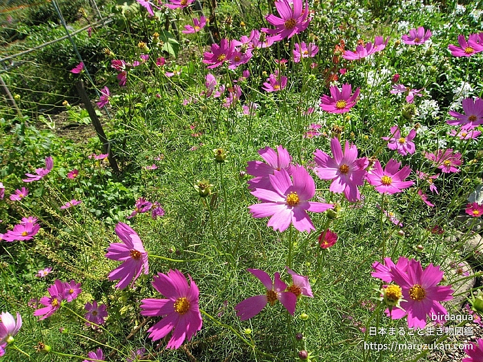 オオハルシャギク