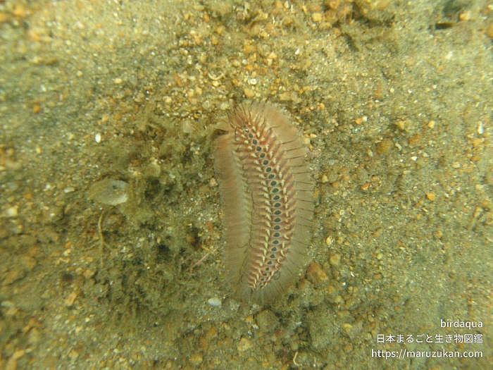 ウミケムシ科の一種