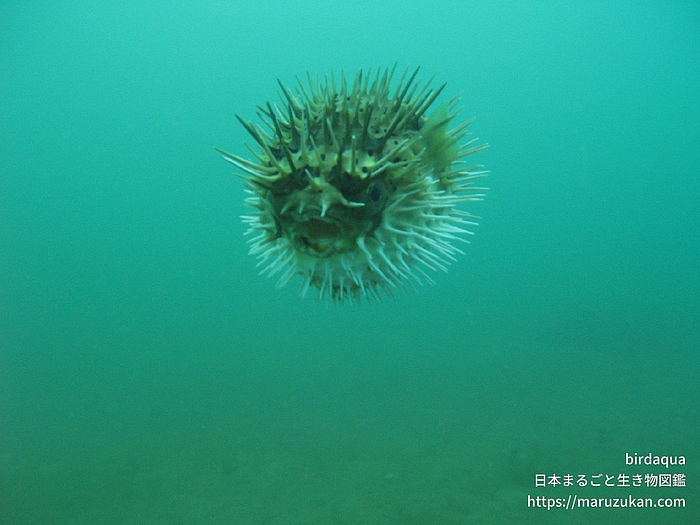 ハリセンボン