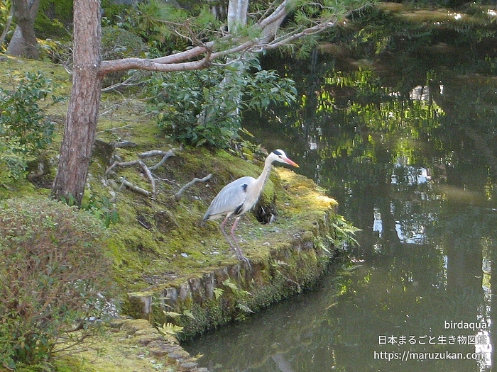 アオサギ