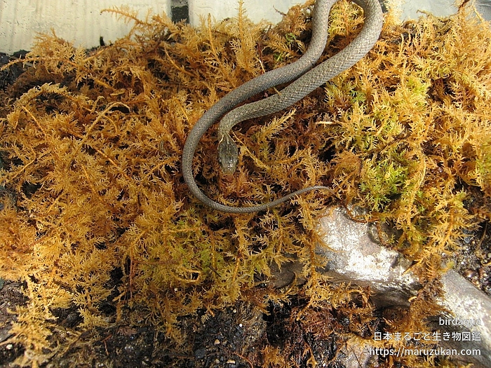 ヒバカリ