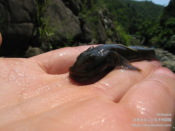 オオヨシノボリ