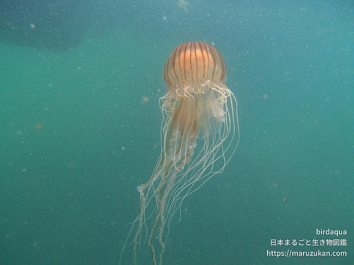 アカクラゲ