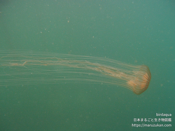 アカクラゲ