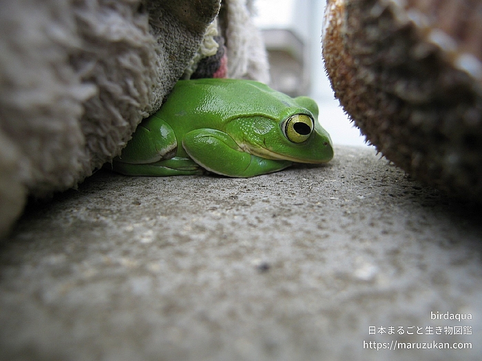 モリアオガエル