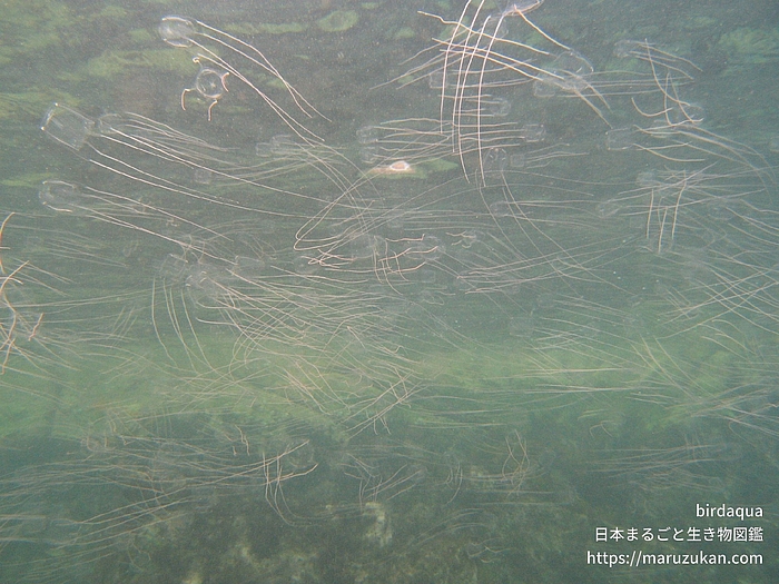 アンドンクラゲ