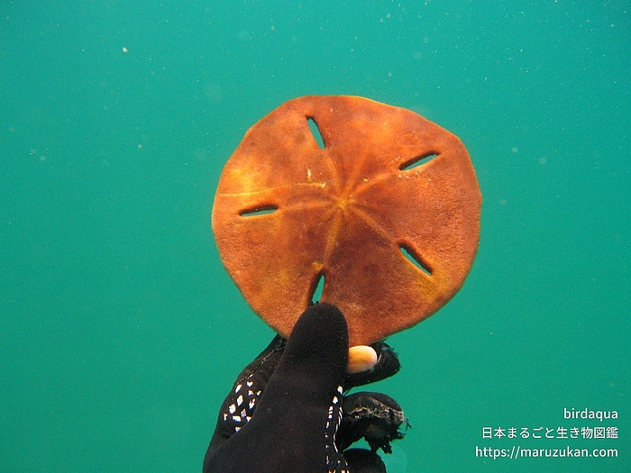 スカシカシパン