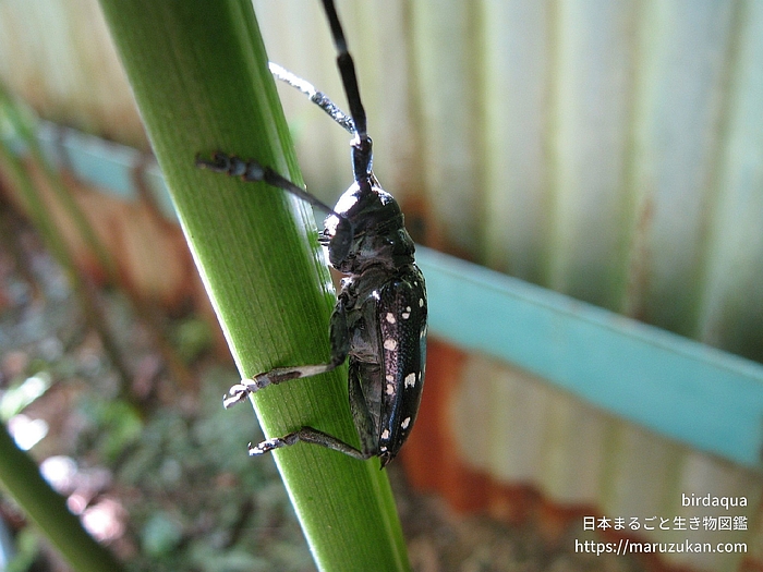 ゴマダラカミキリ