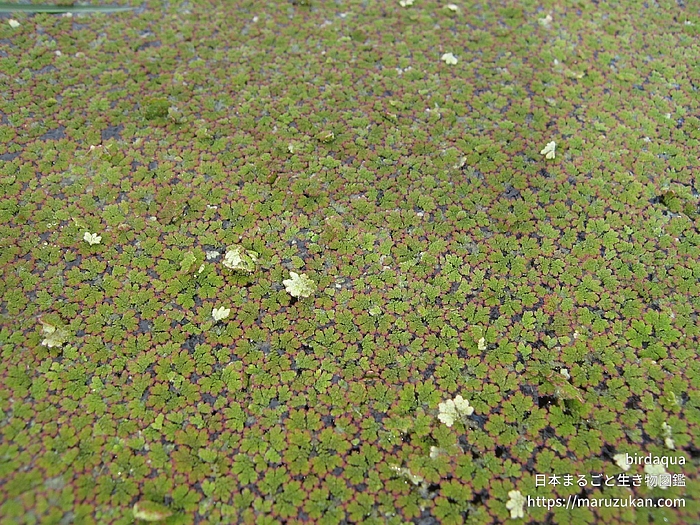 アメリカオオアカウキクサ