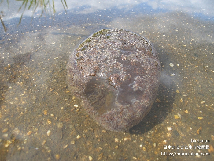 オオマリコケムシ