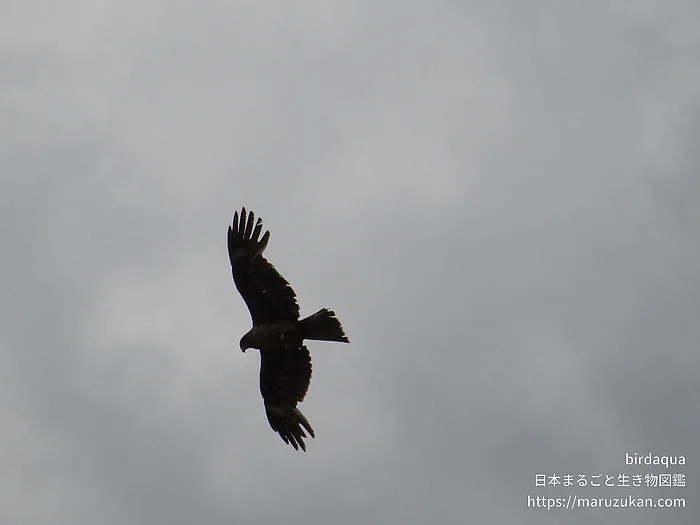 トビの写真