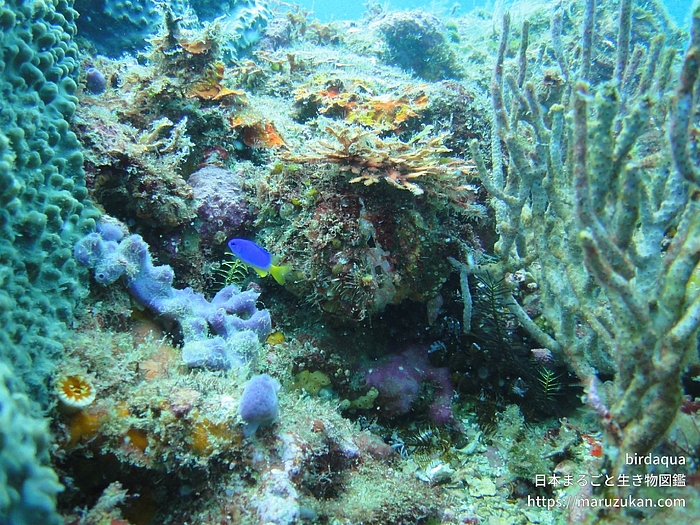 ソラスズメダイ