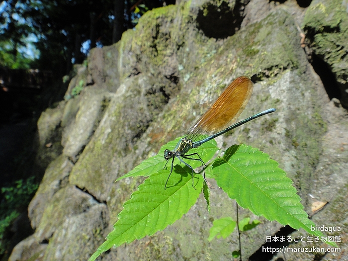 アサヒナカワトンボ