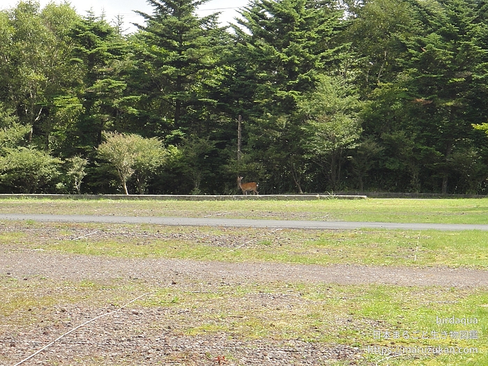 ニホンジカ
