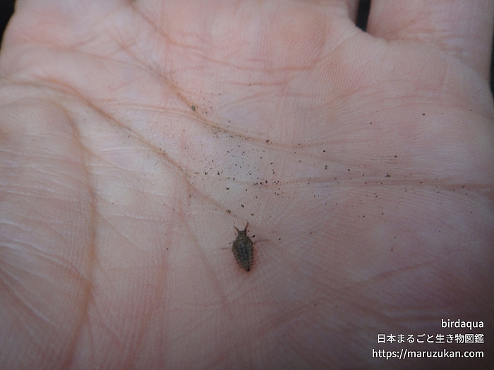 ウスバカゲロウ