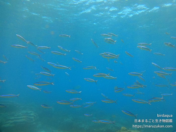 ヤマトミズン