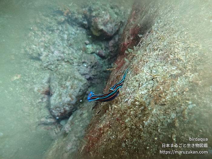 ニシキツバメガイ