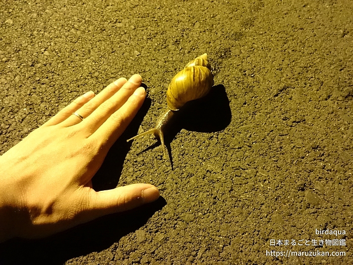 アフリカマイマイ