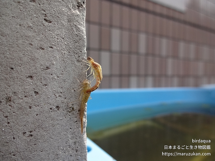 セスジイトトンボ