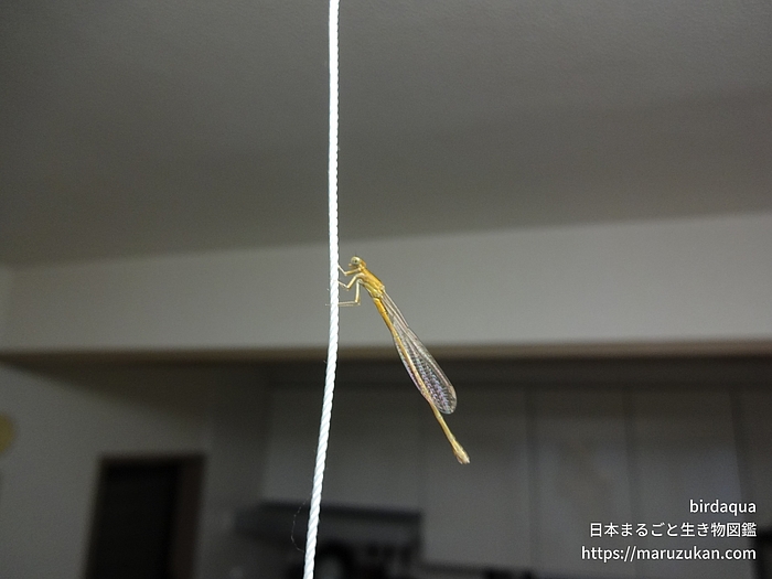 セスジイトトンボ