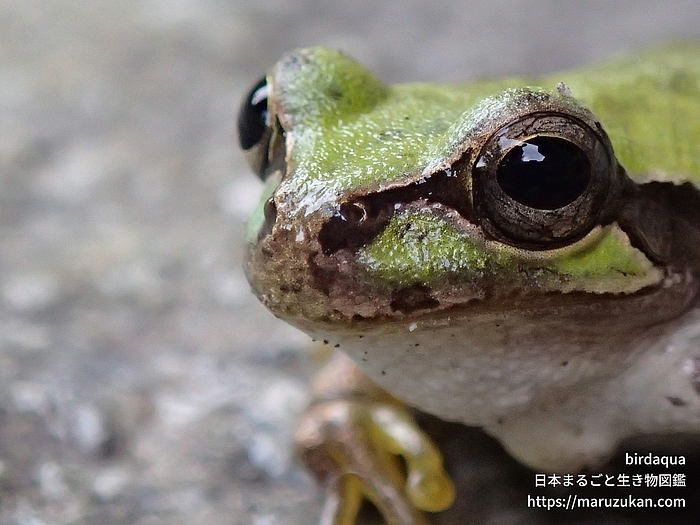 ニホンアマガエル