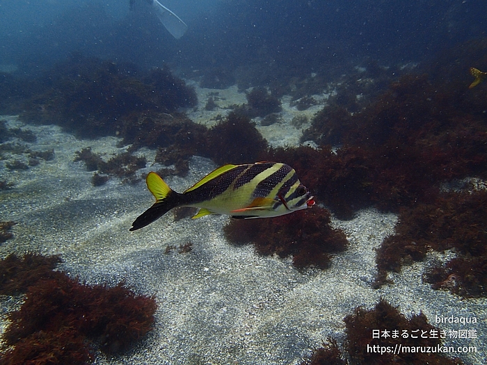 ミギマキ