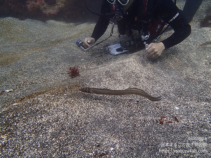 ハナアナゴ