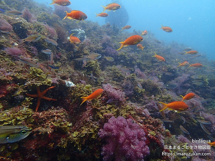 キンギョハナダイ