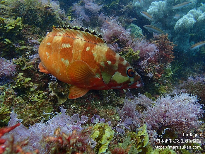 アカハタ