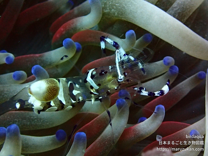 イソギンチャクエビ