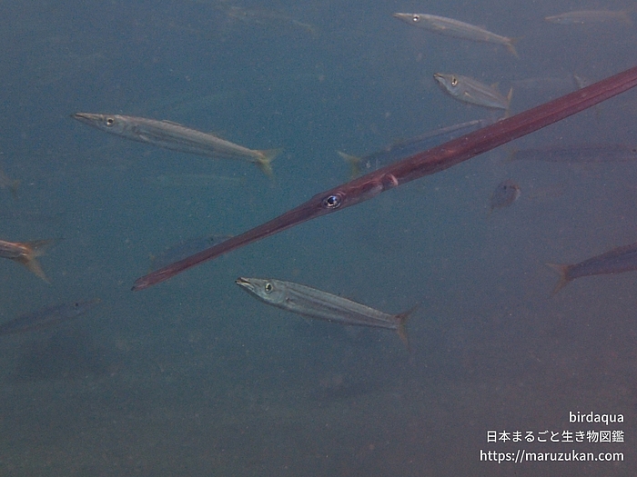 アカヤガラ