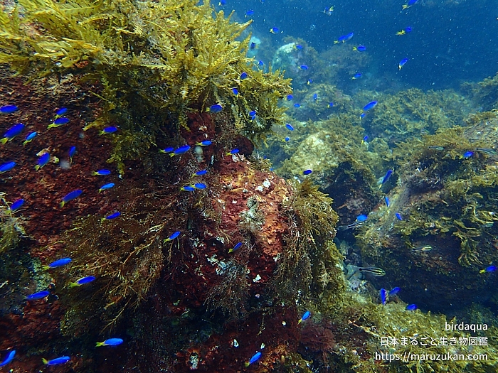 ソラスズメダイ