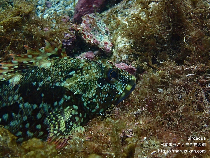 ウッカリカサゴ