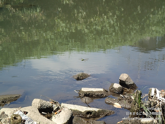 ギンヤンマ