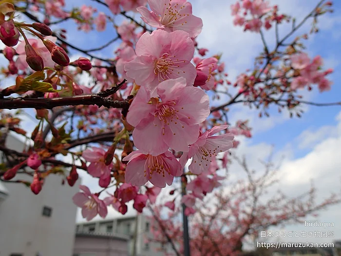 カワヅザクラ（花）の写真