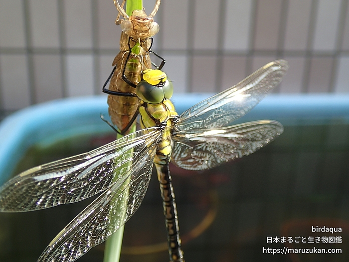 クロスジギンヤンマ