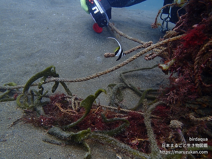 ムレハタタテダイ